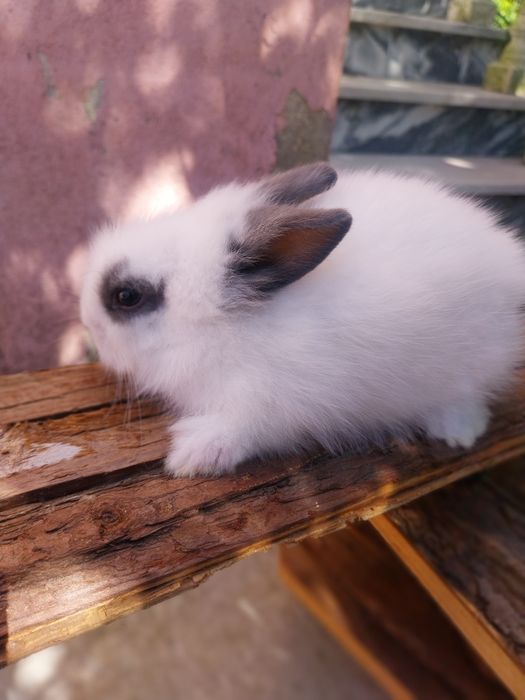 Coelho anao minilop angorá nederland dwarf  cabeca de leão