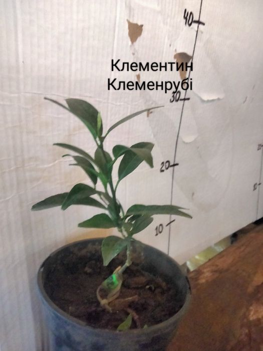 Мандарини ,лимони,апельсини  та інше