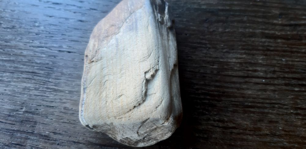 Скам'янілий кусок дерева.