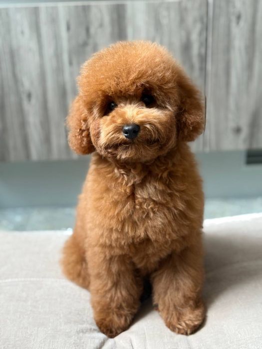 Продаж цуценят мальтіпу