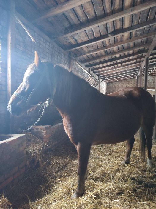 Кінь жеребна кобила