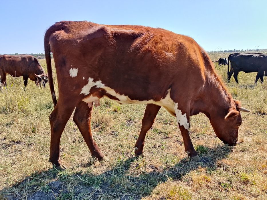 Коровы бычки телочки