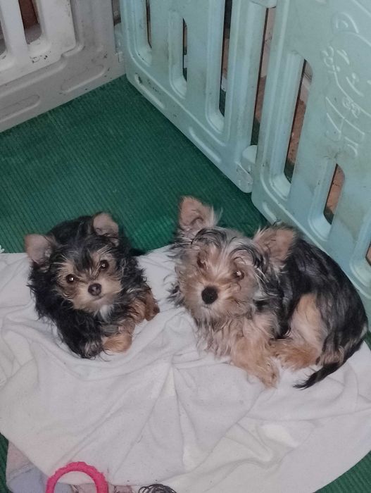 Йоркширський тер'єр,стандарт та міні