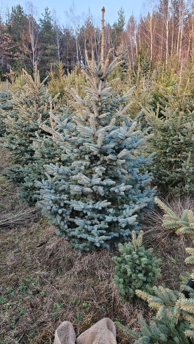 Jodła Świerk Sosna Choinki Dostawa wybór wys 20cm-5m doniczka cięta