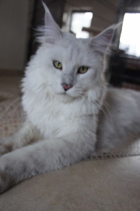 kotka Maine Coon - Fs 11 - FPl/Fife/WCC - prawie biała