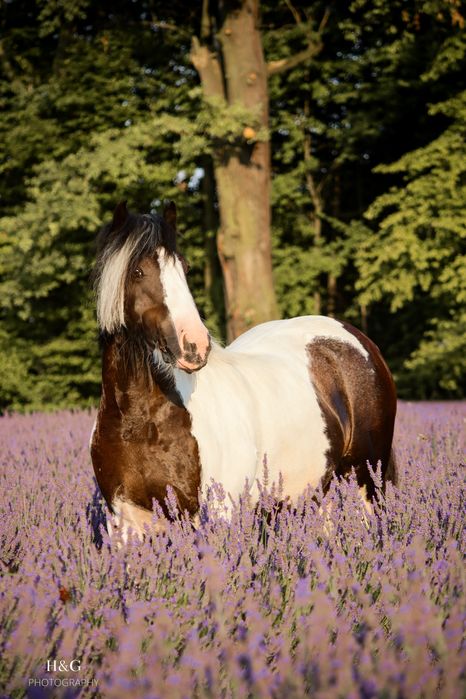 Wszechstronny kuc cygański klacz tinker gypsy irish cob