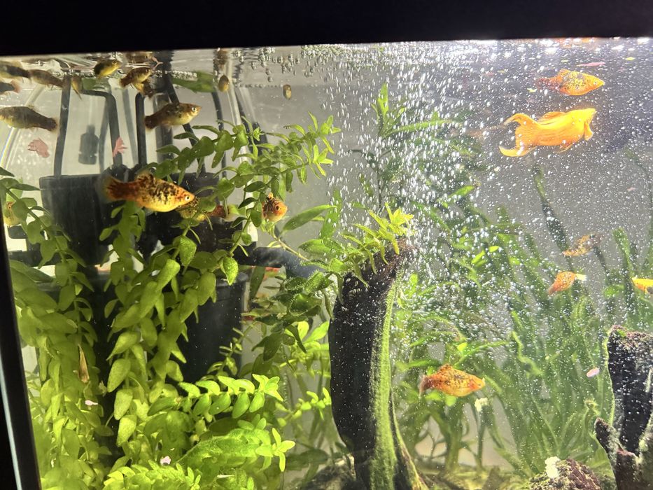 Akwarium 72L z rybkami