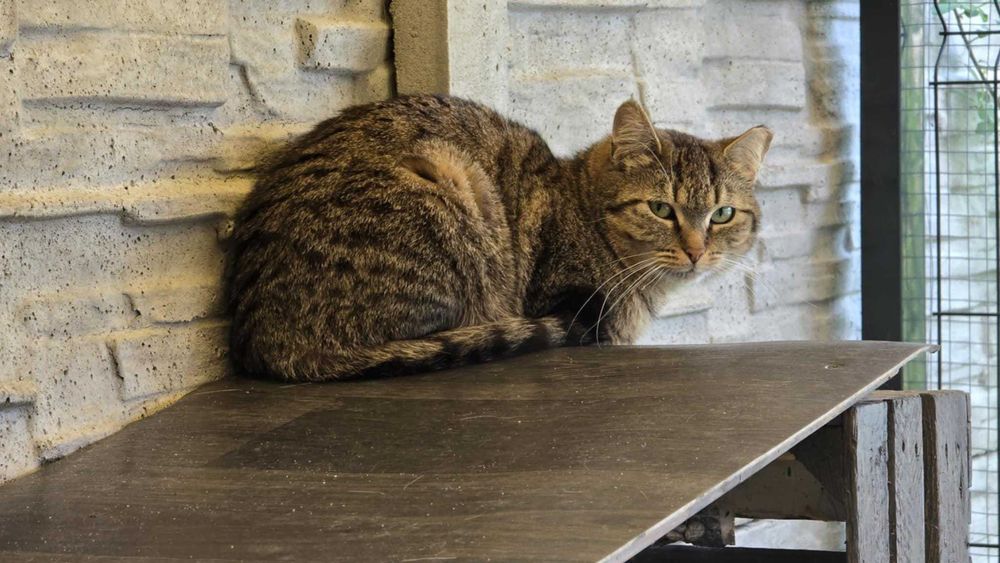 Chili szuka cierpliwego opiekuna