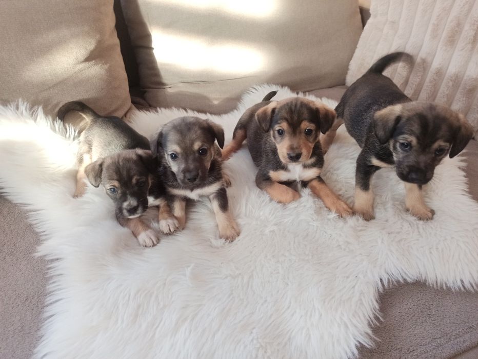 Szczenięta szczeniaki pieski oddam w dobre ręce