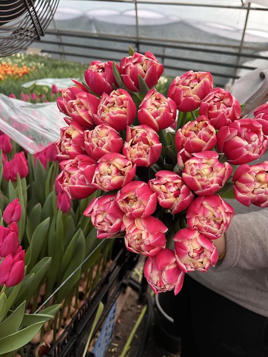 Тюльпани від виробника