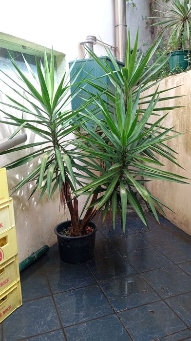 Palmeira Yuca 2m