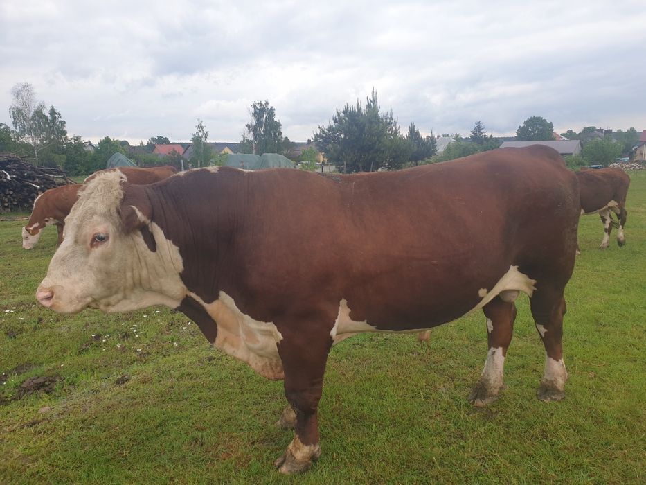 Byk Hereford 100%