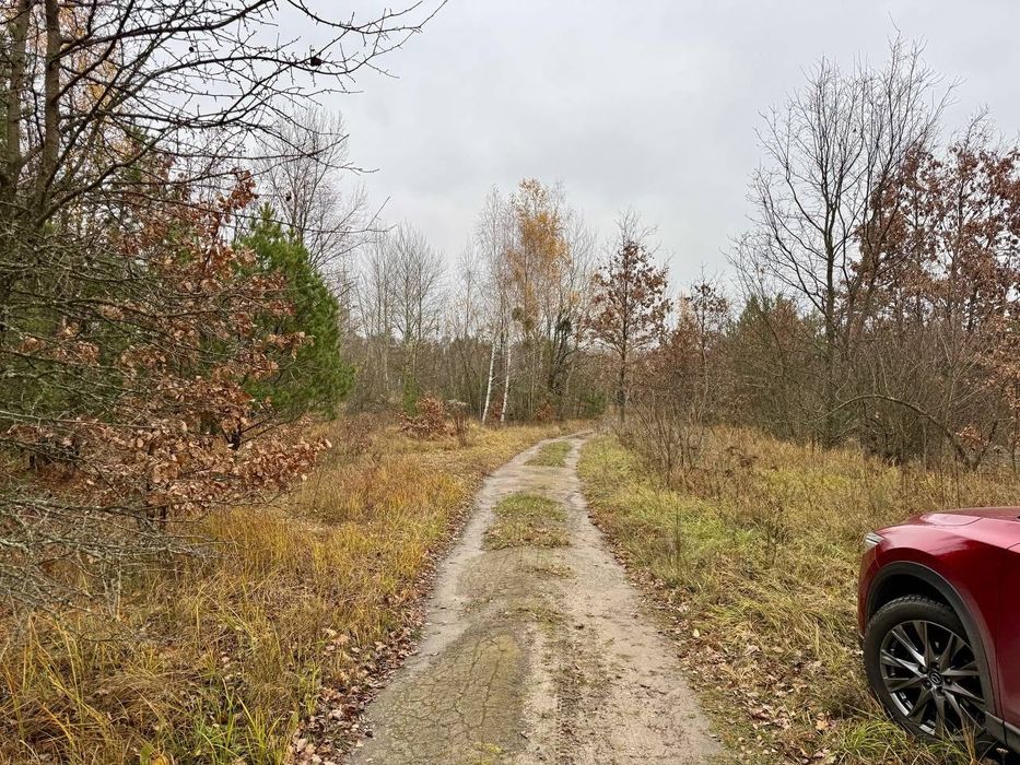 Дмитрівка. 8 сот Під Будівництво. З СОСНАМИ. Без комісії