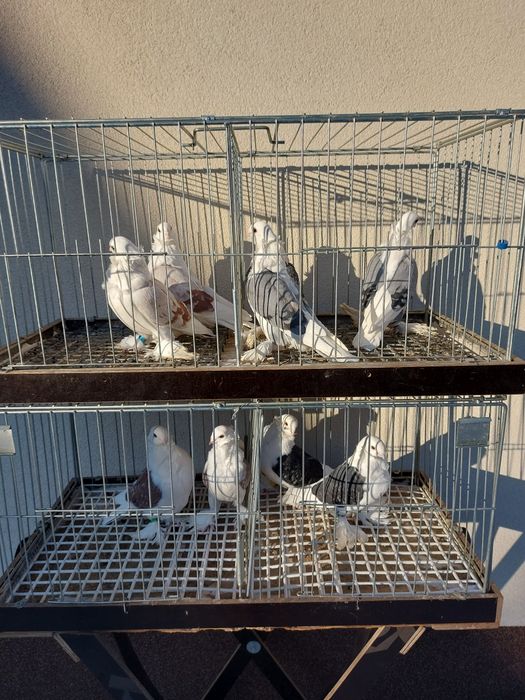 Gołębie ozdobne widyn, mewki mazowieckie,  mewka