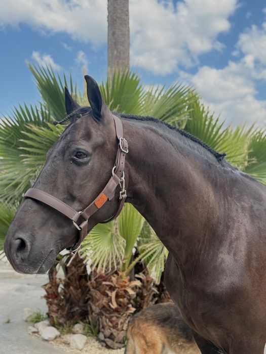 Cavalo cruzado preto