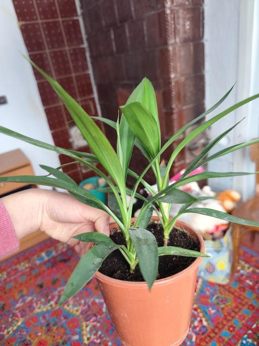 Продам різні вазони , каланхоє вже квітне