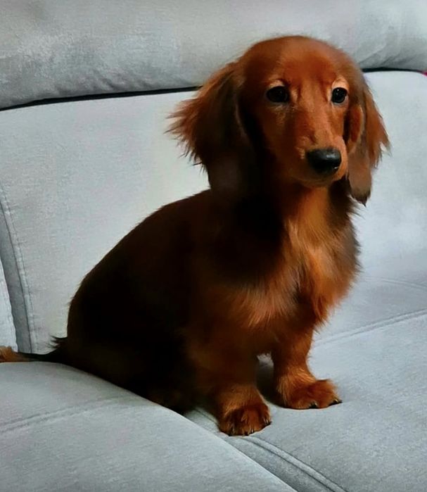 Jamnik króliczy długowłosy FCI ZkwP