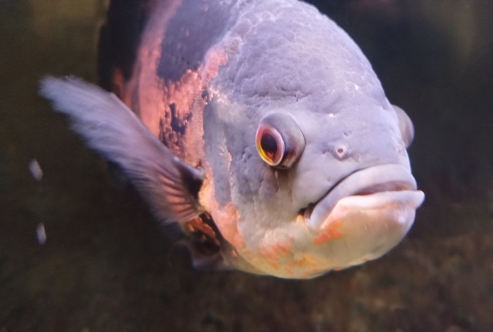 Astronotus ocellatus (Oscar)