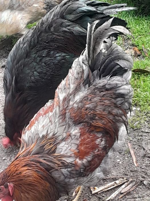 Galos caseros baiamas