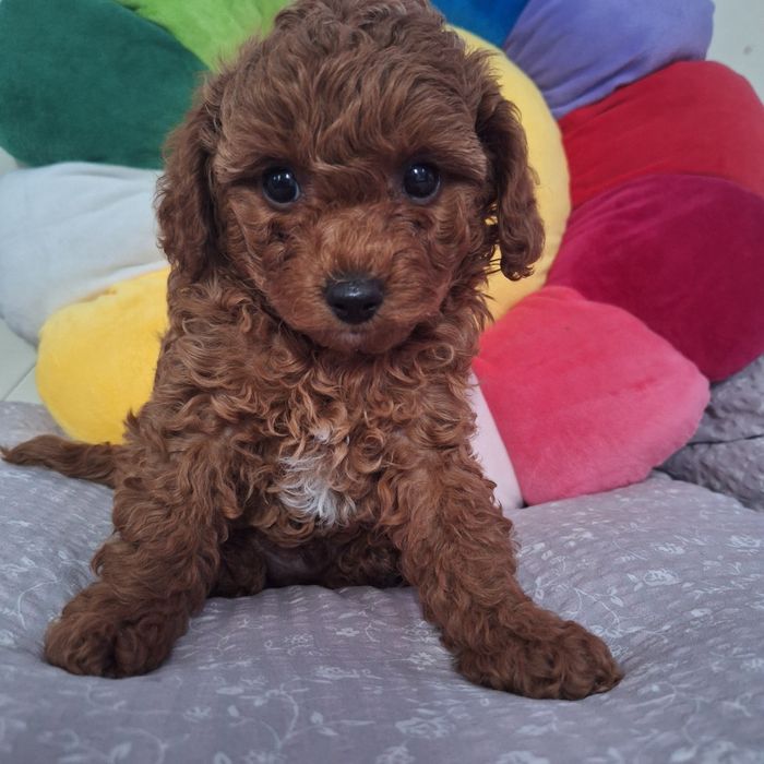 Той пудель хлопчик