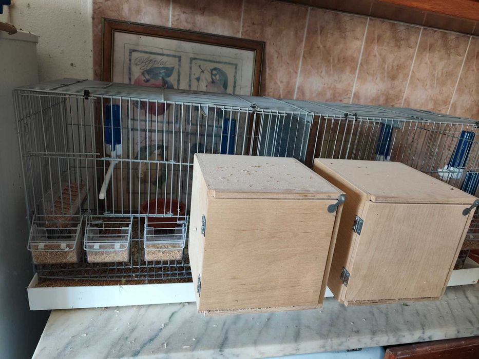 Voadeiras em bom estado