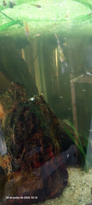 Guppy endler troco