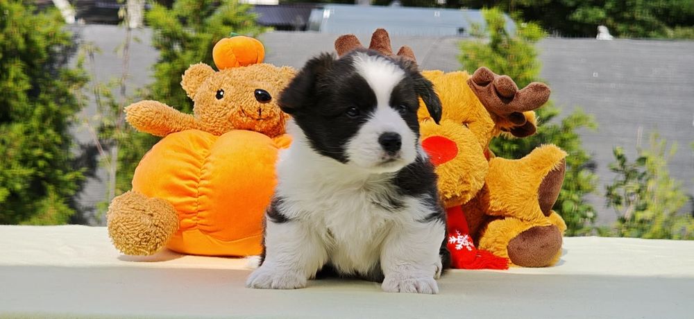 Welsh Corgi Cardigan słodki piesek Yogi Długowłosy Fluffyrodzice z kompletem badań genetycznych