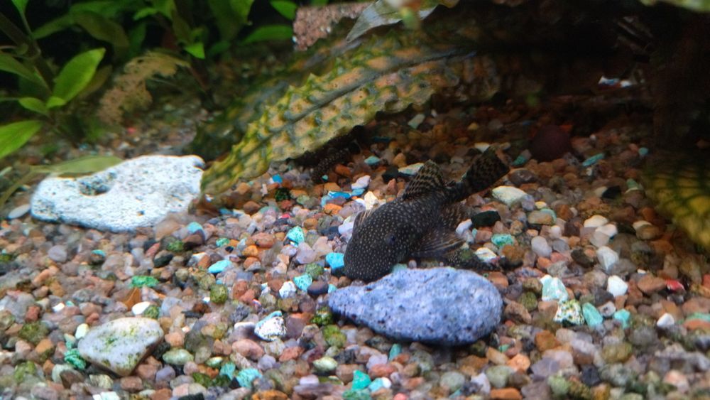 Продам нерестовые семьи анциструсов