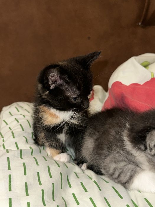 Кошеня дівчинка, 1,5 місяця