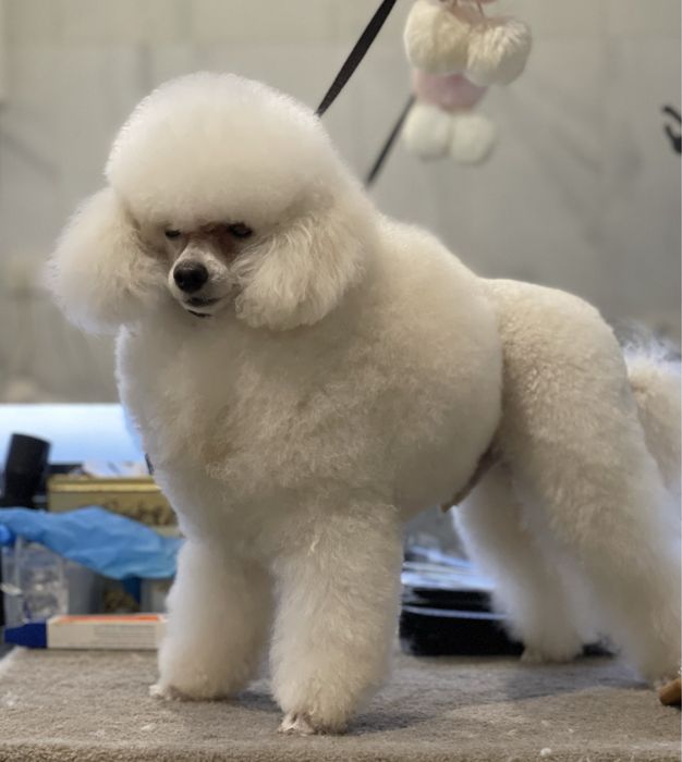 Той пудель белого окраса приглашает на вязку.