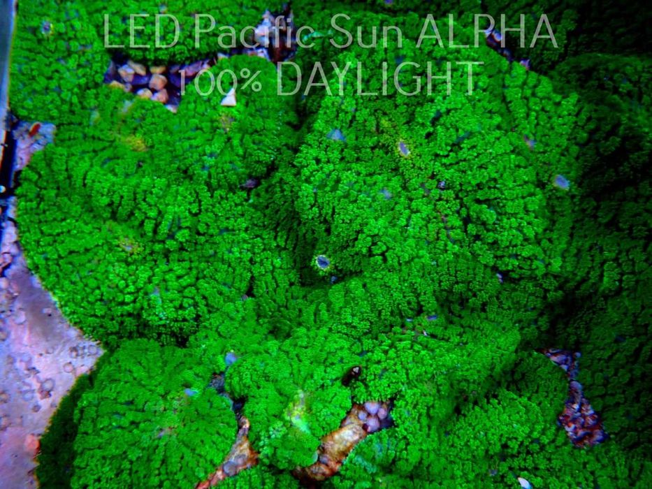 Koralowiec Rhodactis inchoata green akwarium morskie