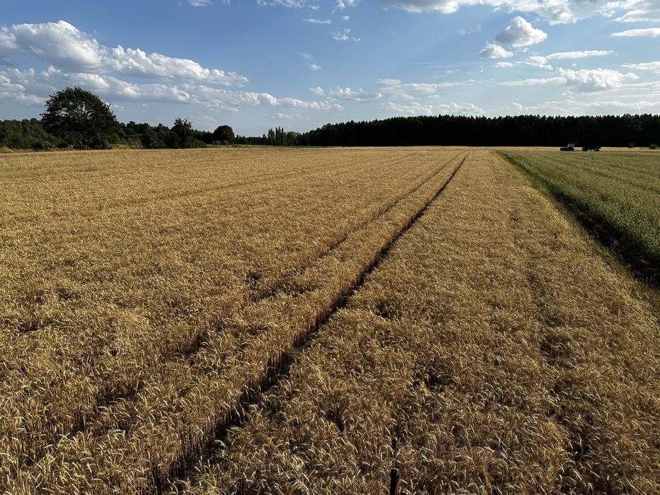 Zboże 2025 pszenżyto