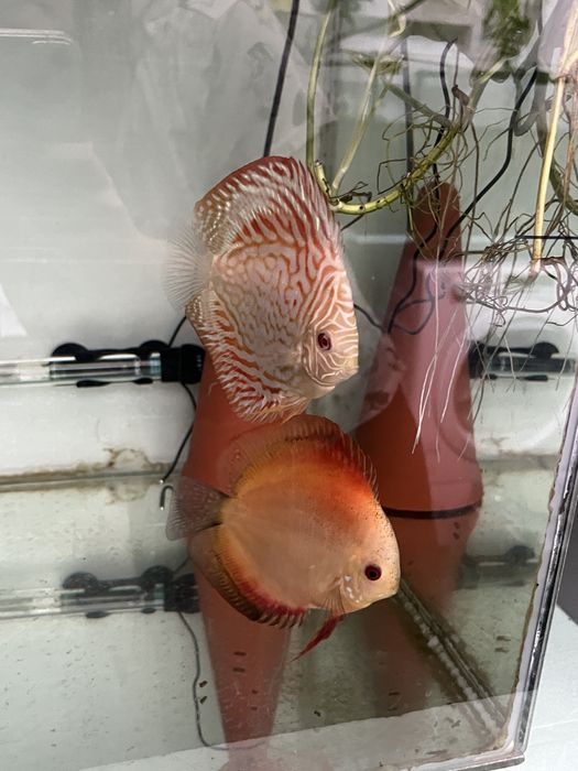 Casais Discus