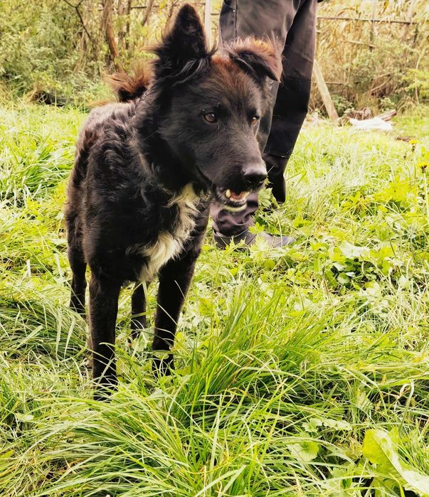 Oddam Pieska Samiec Za darmo