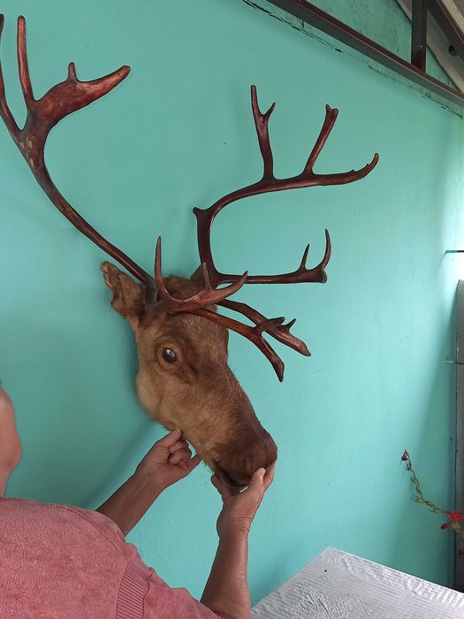 Продам шикарну голову оленя