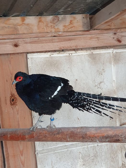 Sprzedam bażanty ozdobne