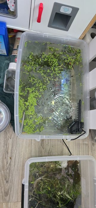 Rośliny do akwarium z resetu/przycinki