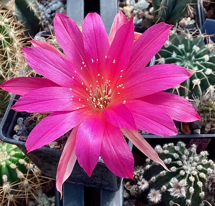Lobivia hybryda ICA - kaktus, echinopsis