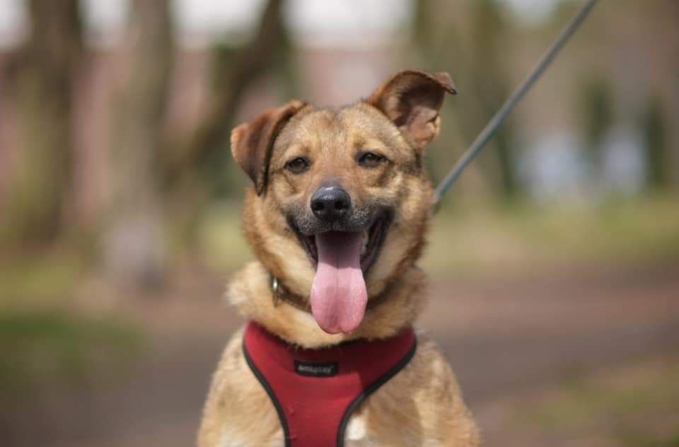 Energiczna Marina czeka na dom!