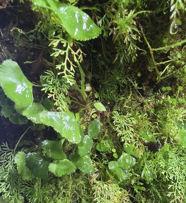 Rośliny tropikalne do paludarium, terrarium