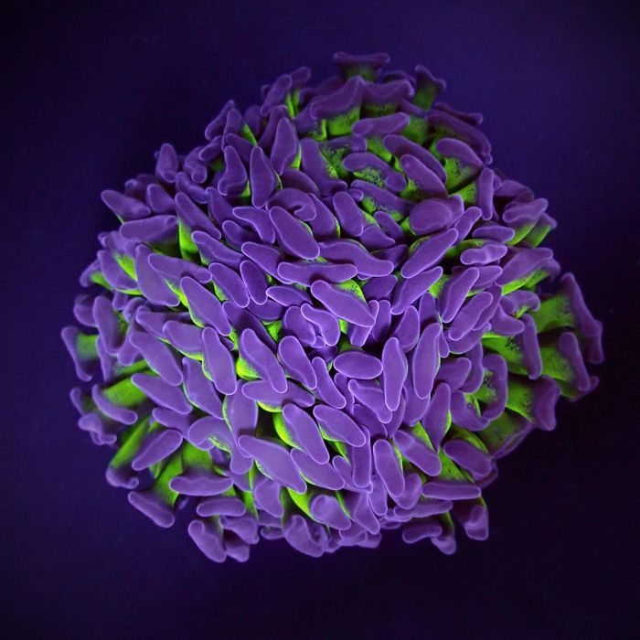 Euphyllia paraancora Two Tone
