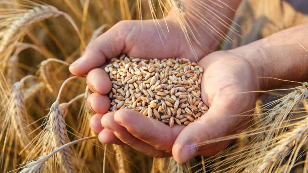 Продам зерно пшениці