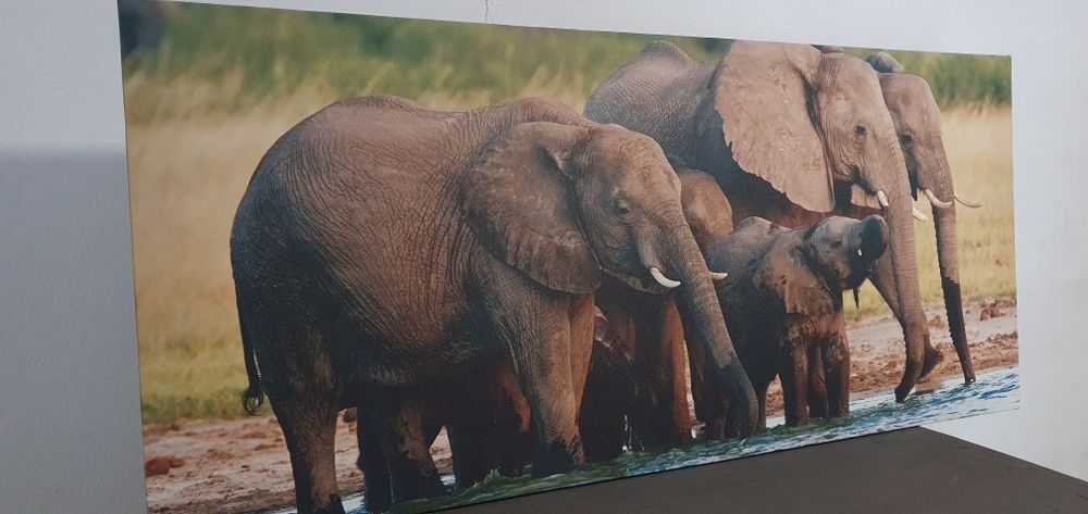Obraz Słonie 90x40 Nowy