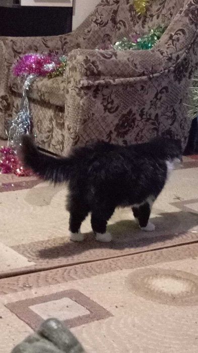 Рівне - Віддам спокійного та гарного кота в хороші руки.