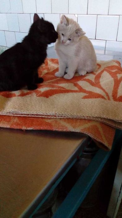 кошенята шукають родину