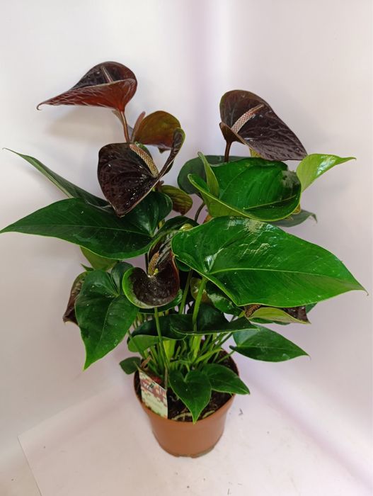 Шлюмбергера(Різдвяник) жовта і оранжева,троянда,антуріум,пуансетія