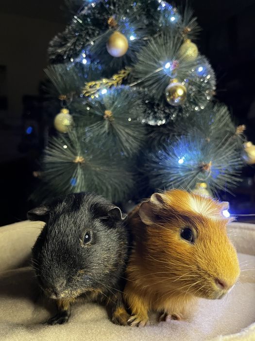 Морские свинки (малыши)