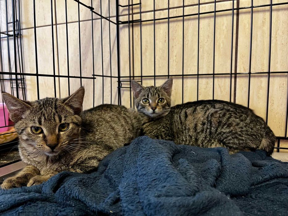 Enid, Wednesday i Pugsley- kocięta do adopcji