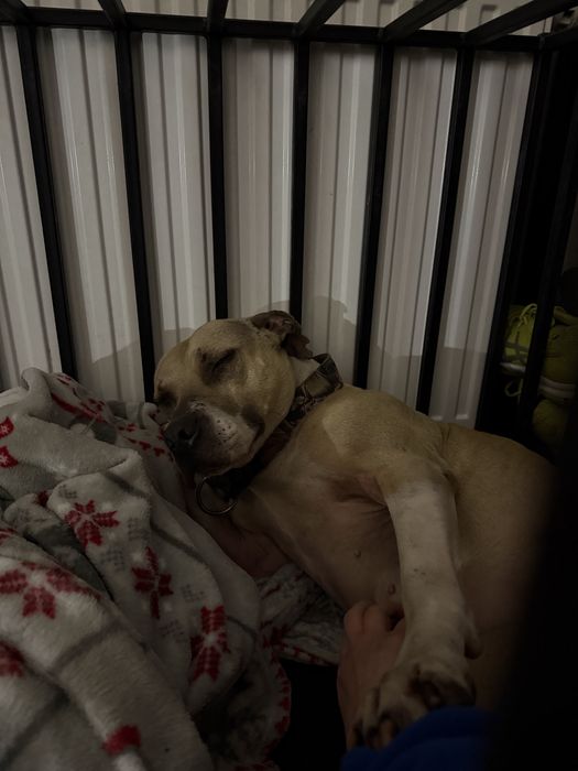 Renesme pilnie szuka domu