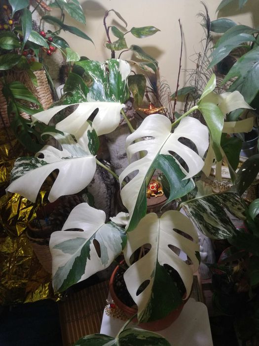 Monstera Albo Variegata philodendron roślina potwór